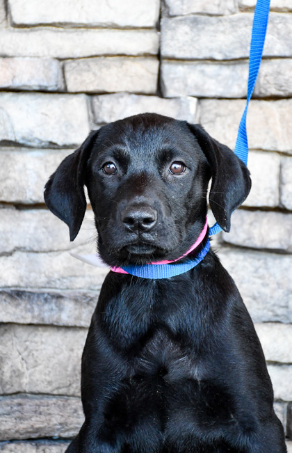 Shelter Stray Female Dog last seen Zillah, WA 98953, Yakima, WA 98901