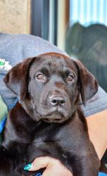 Shelter Stray Male Dog last seen Zillah, WA 98953, Yakima, WA 98901