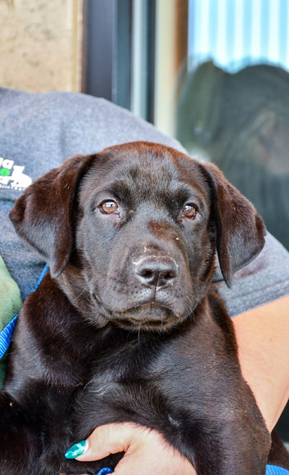 Shelter Stray Male Dog last seen Zillah, WA 98953, Yakima, WA 98901