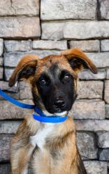 Shelter Stray Male Dog last seen Yakima County, WA , Yakima, WA 98901