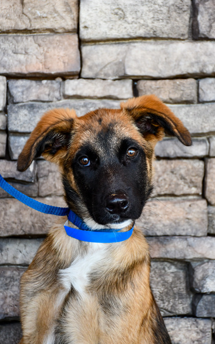 Shelter Stray Male Dog last seen Yakima County, WA , Yakima, WA 98901