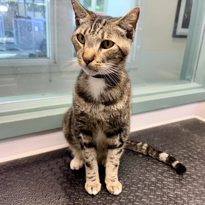 Shelter Stray Male Cat last seen Oakland, CA 94619, Oakland, CA 94601