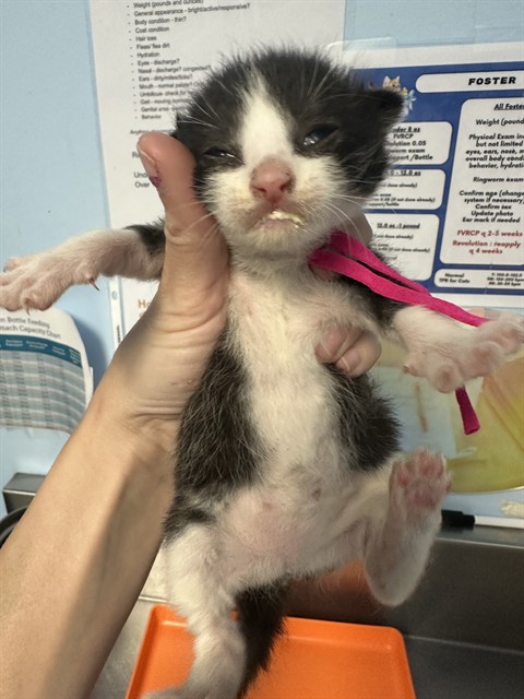 Shelter Stray Female Cat last seen Near BLOCK INDUSTRIAL FARM RD, BAKERSFIELD CA 93308, Bakersfield, CA 93308