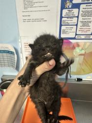 Shelter Stray Male Cat last seen Near BLOCK INDUSTRIAL FARM RD, BAKERSFIELD CA 93308, Bakersfield, CA 93308