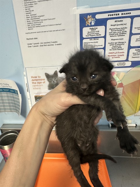Shelter Stray Male Cat last seen Near BLOCK INDUSTRIAL FARM RD, BAKERSFIELD CA 93308, Bakersfield, CA 93308