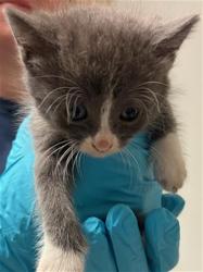 Shelter Stray Female Cat last seen Near BLOCK HARDING AVE, BAKERSFIELD CA 93308, Bakersfield, CA 93308