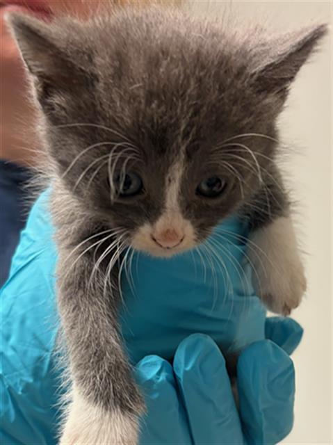 Shelter Stray Female Cat last seen Near BLOCK HARDING AVE, BAKERSFIELD CA 93308, Bakersfield, CA 93308