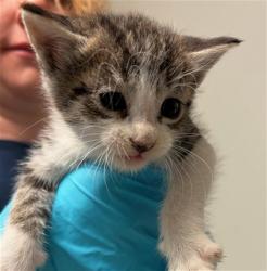 Shelter Stray Female Cat last seen Near BLOCK HARDING AVE, BAKERSFIELD CA 93308, Bakersfield, CA 93308