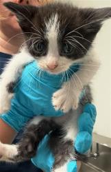 Shelter Stray Female Cat last seen Near BLOCK HARDING AVE, BAKERSFIELD CA 93308, Bakersfield, CA 93308