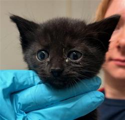 Shelter Stray Female Cat last seen Near BLOCK HARDING AVE, BAKERSFIELD CA 93308, Bakersfield, CA 93308
