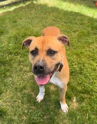 Shelter Stray Female Dog last seen Near Furnace Road, LINTHICUM HEIGHTS, MD, 21090, Millersville, MD 21054