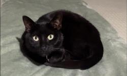 Lost Male Cat last seen Walnut and Miede near Crystal Lake, Jenison, MI 49428
