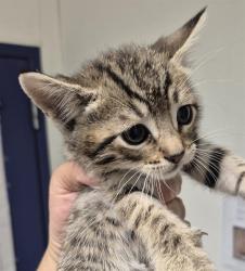 Shelter Stray Male Cat last seen Near BLOCK ZERKER RD, BAKERSFIELD CA 93308, Bakersfield, CA 93308