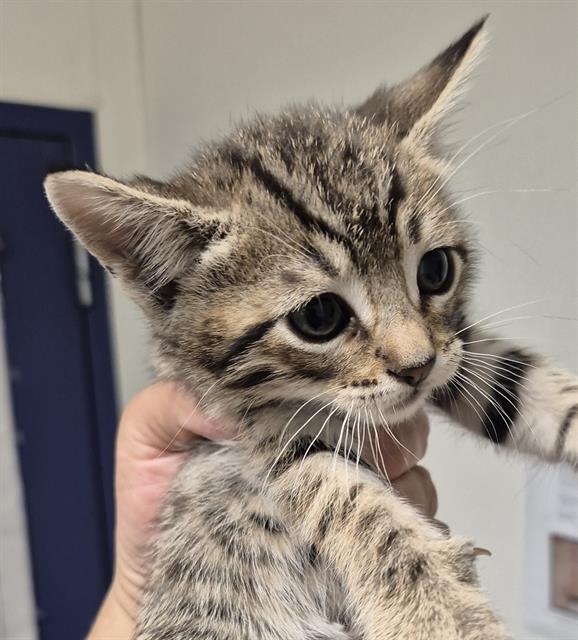 Shelter Stray Male Cat last seen Near BLOCK ZERKER RD, BAKERSFIELD CA 93308, Bakersfield, CA 93308