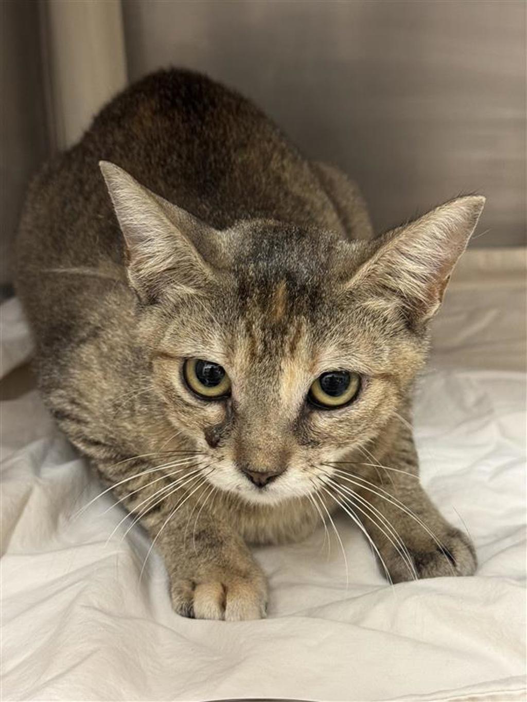 Shelter Stray Female Cat last seen Near Eberhart Lane, AUSTIN, TX, 78745, Austin, TX 78702