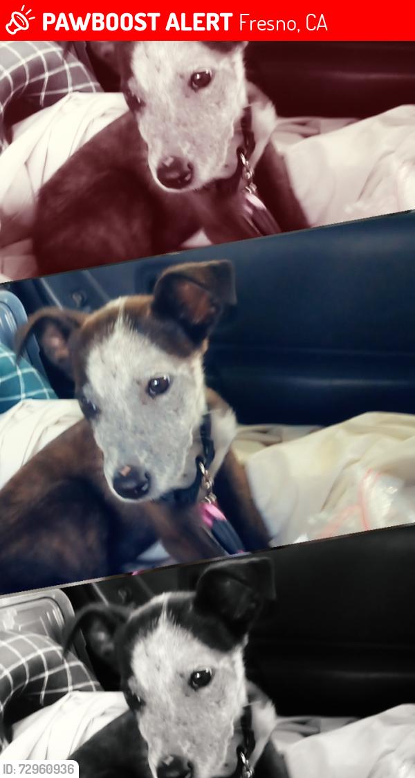 Lost Female Dog last seen Olive and 99, Fresno, CA 93728