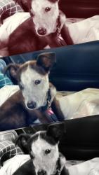 Lost Female Dog last seen Olive and 99, Fresno, CA 93728