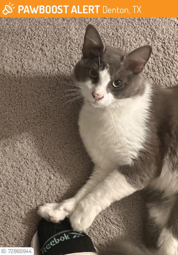 Found/Stray Unknown Cat last seen Near Mailbox, Denton, TX 76207