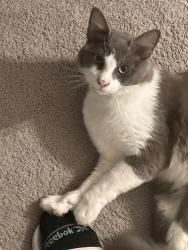 Found/Stray Unknown Cat last seen Near Mailbox, Denton, TX 76207