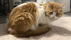 Reunited Unknown Cat last seen QFC parking lot, Newcastle, WA 98059
