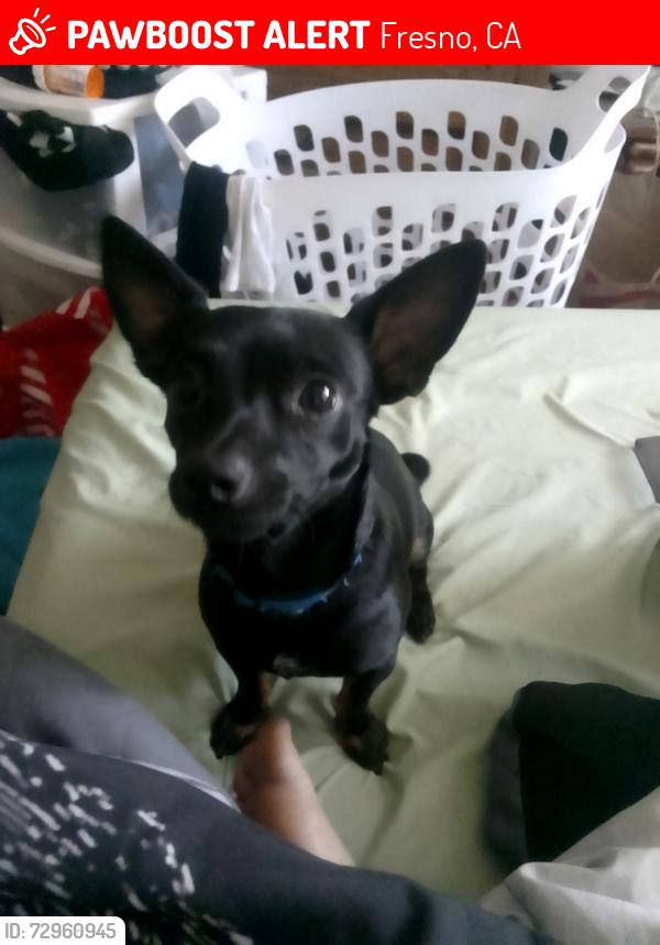 Lost Male Dog last seen Woodward Park , Fresno, CA 93720