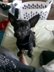 Lost Male Dog last seen Woodward Park , Fresno, CA 93720