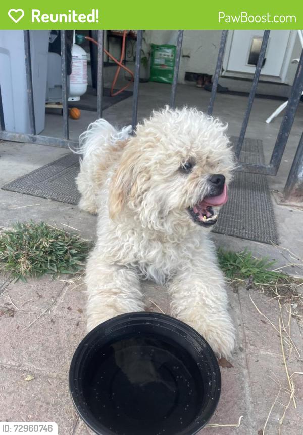 Reunited Male Dog last seen E sample ave, Fresno, CA 93710