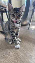 Lost Female Cat last seen Morse & Arques, Sunnyvale, CA 94085