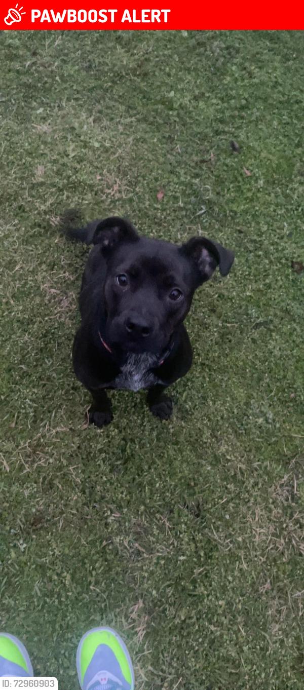 Lost Female Dog last seen Richland Ct, NRH, North Richland Hills, TX 76180