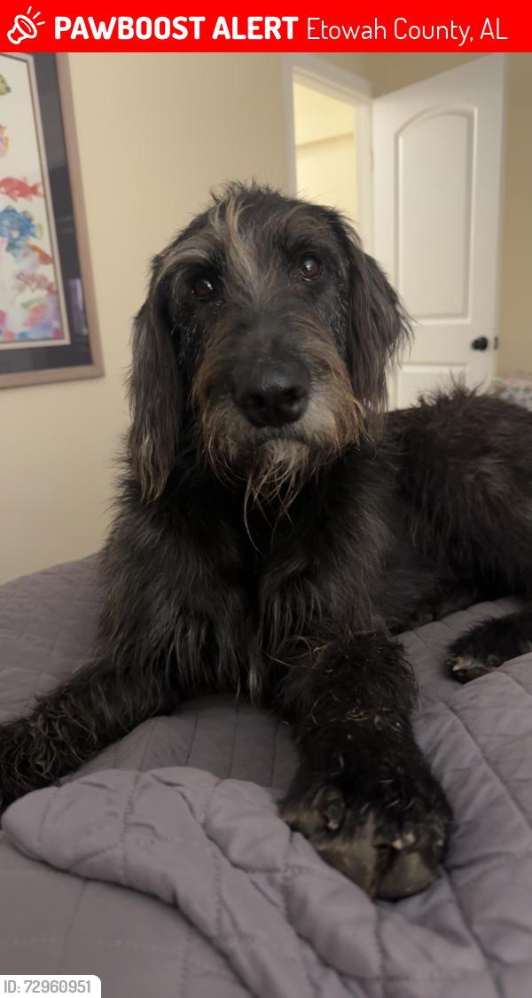 Lost Female Dog last seen A hse, Etowah County, AL 35961
