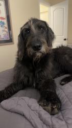 Lost Female Dog last seen A hse, Etowah County, AL 35961