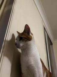 Lost Male Cat last seen Mile End road, Rouse Hill, NSW 2155