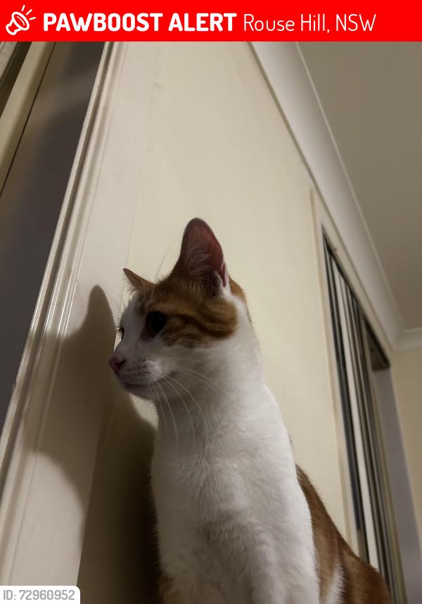 Lost Male Cat last seen Mile End road, Rouse Hill, NSW 2155