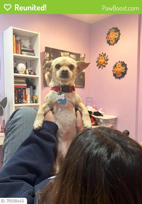 Reunited Female Dog last seen Puente street, Covina, CA 91723