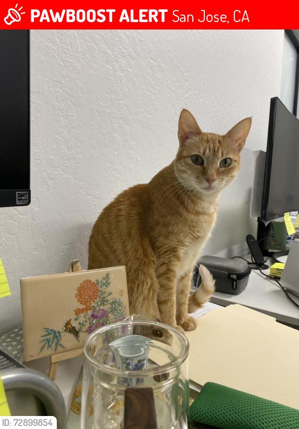 Lost Female Cat last seen Charcot business park, San Jose, CA 95131