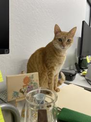 Lost Female Cat last seen Charcot business park, San Jose, CA 95131