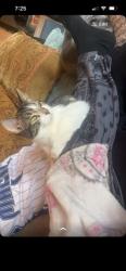 Lost Female Cat last seen 64th & Monaco commerce City Colorado , Commerce City, CO 80022