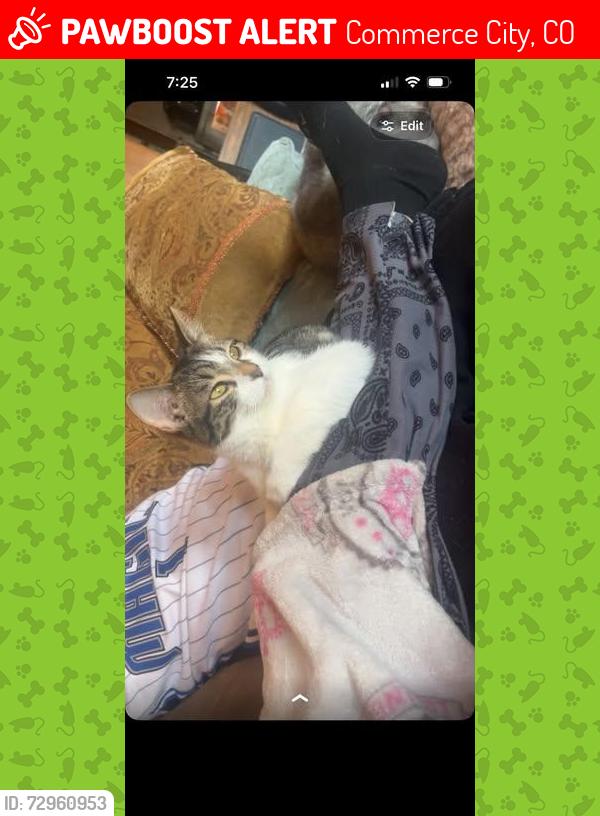 Lost Female Cat last seen 64th & Monaco commerce City Colorado, Commerce City, CO 80022