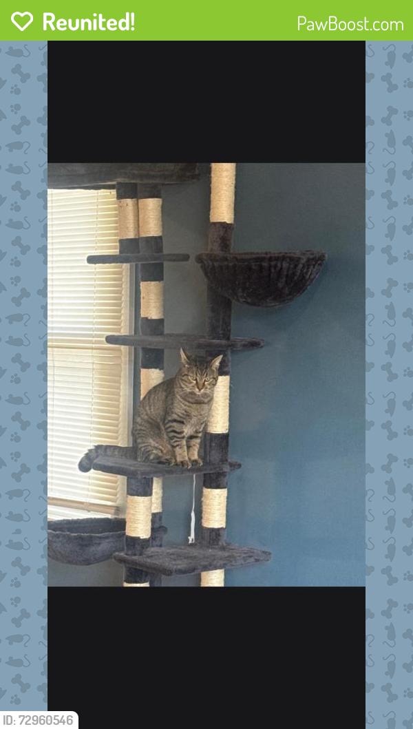 Reunited Male Cat last seen My home, Park Hills, KY 41011