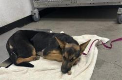 Shelter Stray Female Dog last seen Near BLOCK E OLIVE AVE, FRESNO CA 93701 1302, Fresno, CA 93727