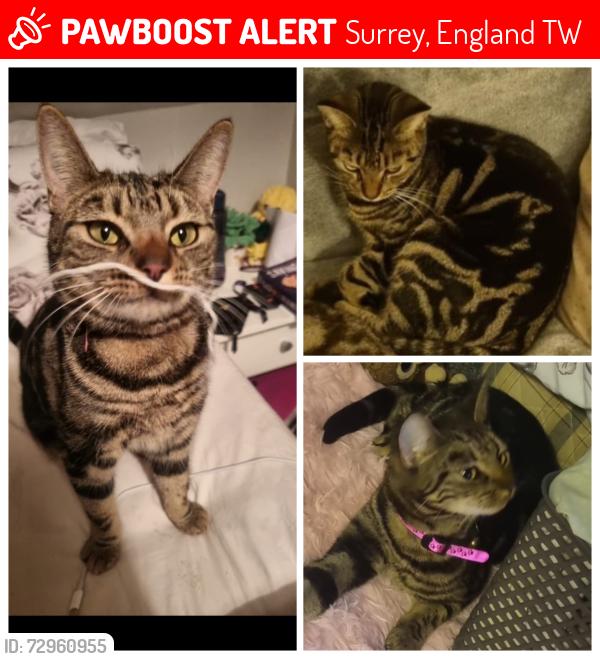 Lost Female Cat last seen Feltham road, Feltham Hill road, Sandells Avenue, Surrey, England TW15