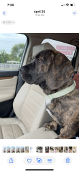 Reunited Male Dog last seen E Center St & Broad St., Kingsport, TN, Kingsport, TN 37660