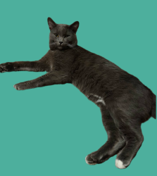 Lost Male Cat last seen L st, Los Banos, CA 93635