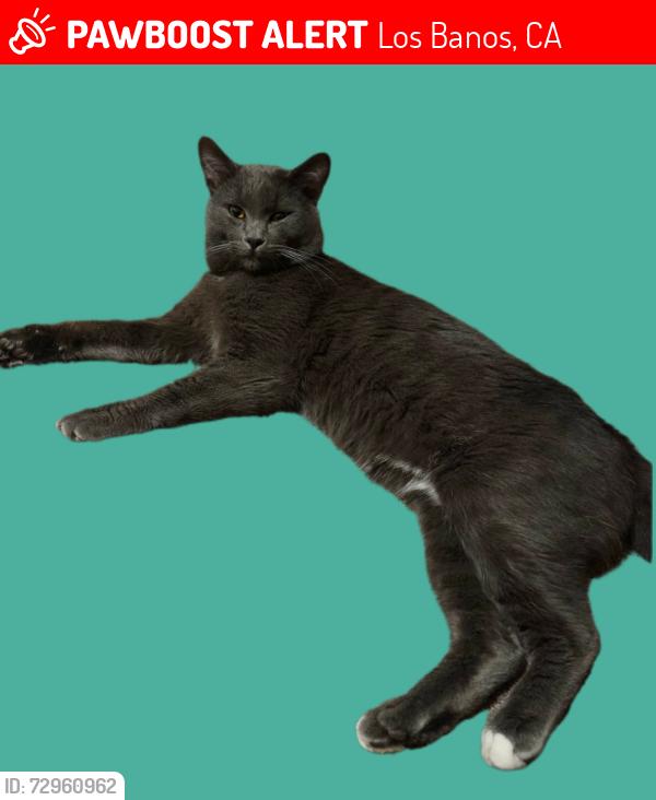 Lost Male Cat last seen L st, Los Banos, CA 93635