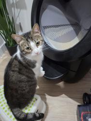 Reunited Female Cat last seen Solasta Riverside / near barclays on the clyde, Kinning Park, Scotland G5 8DB