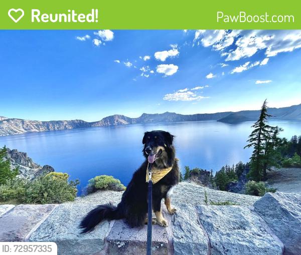 Reunited Male Dog last seen Off sleepy hollow rd, Pittsburgh, PA 15228