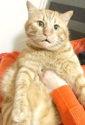 Found/Stray Male Cat last seen Parthenia St & Burnet Ave, Panorama City, Los Angeles, Los Angeles, CA 91343