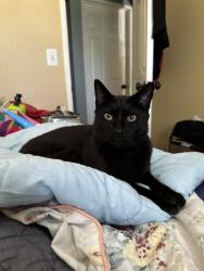 Lost Male Cat last seen Rincon Villa Pl and Sheridan Ave, Sheridan Ave and N Ash St., near Resurrection Catholic Church Escondido, Escondido, CA 92027