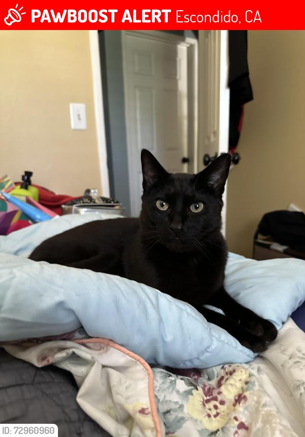 Lost Male Cat last seen Rincon Villa Pl and Sheridan Ave, Sheridan Ave and N Ash St., near Resurrection Catholic Church Escondido, Escondido, CA 92027