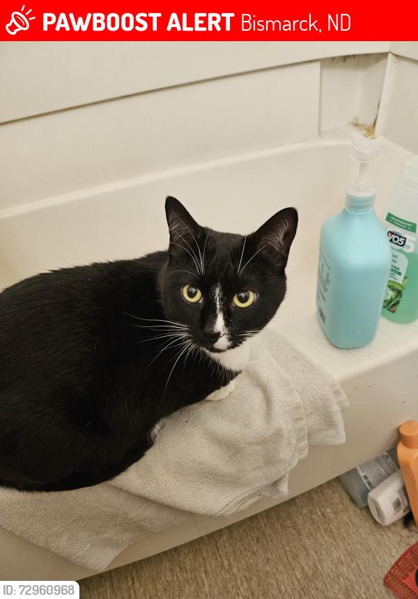 Lost Male Cat last seen Near west indiana ave , Bismarck, ND 58504